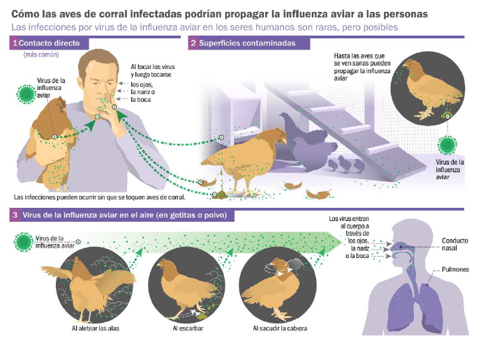 Bando medidas contra la gripe aviar Guadarrama