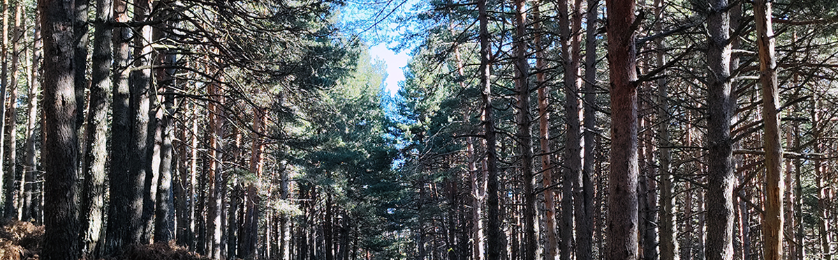 La Concejalía de Medio Ambiente abre el periodo para la solicitud de lotes de leña de pinos secos
