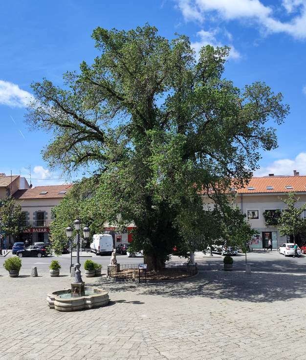Olma de la Plaza Mayor de Guadarrama