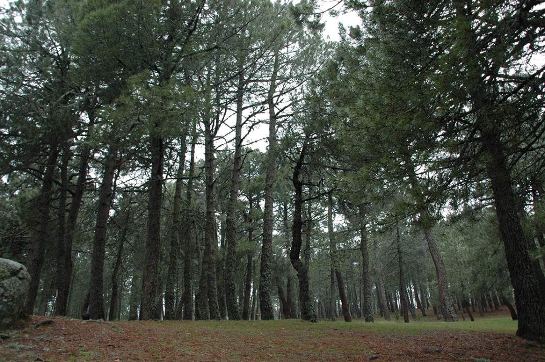 Leña de los pinos de La Jarosa