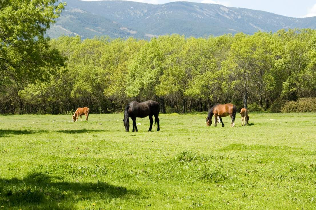 Guadarrama pastos ganaderos en la Dehesa de Abajo