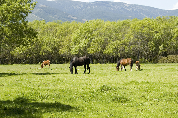 Pastos de la Dehesa comunal De Abajo en Guadarrama