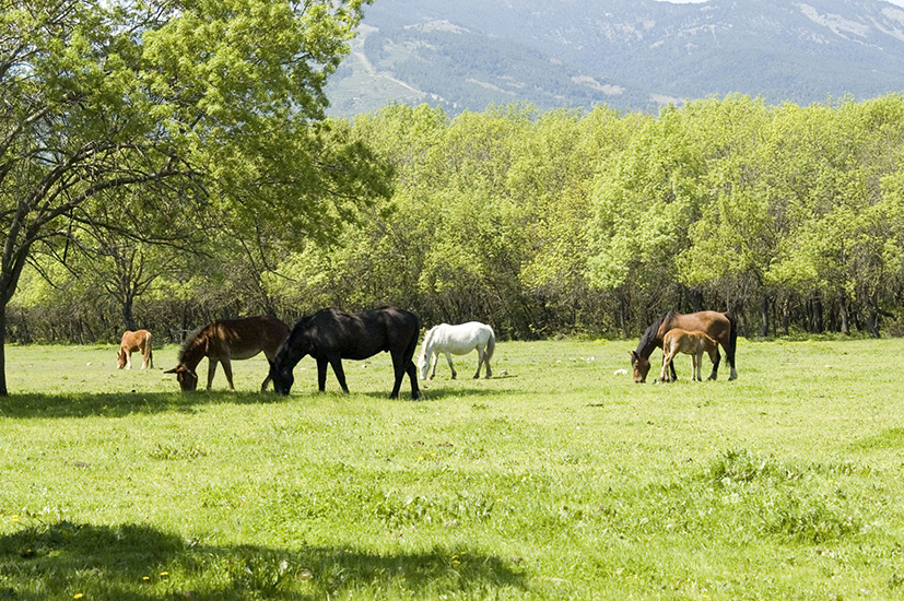 Pastos de la Dehesa de Abajo