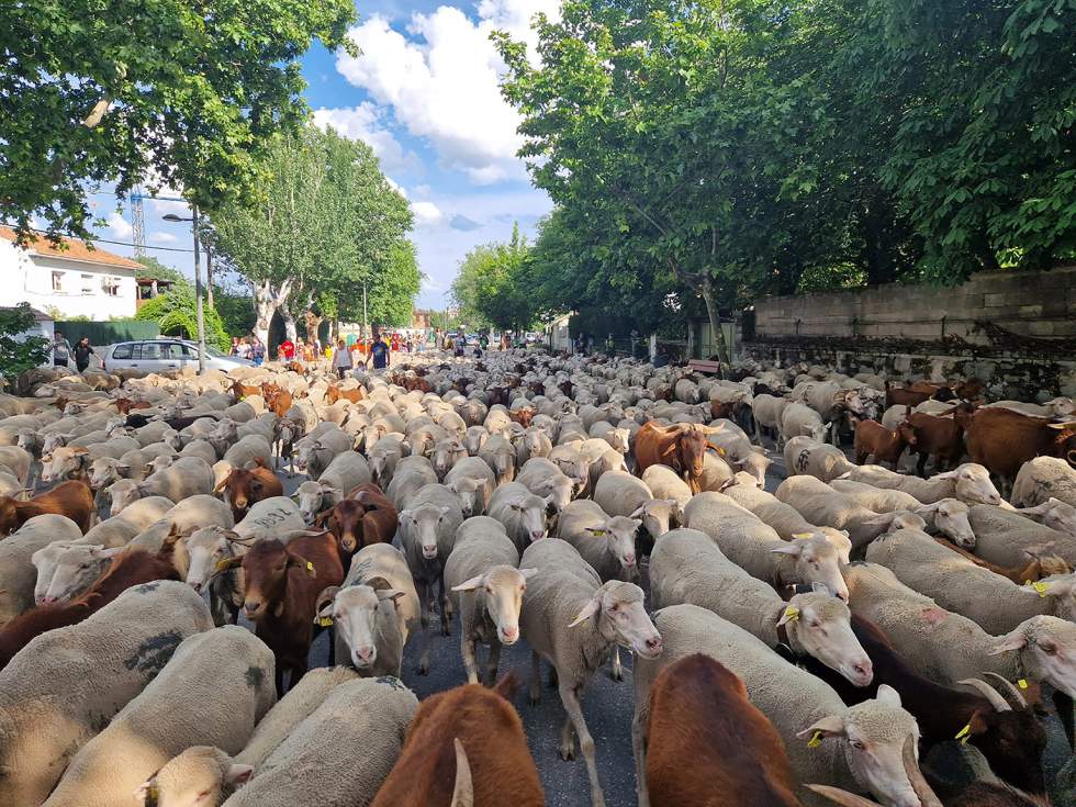 Rebaño de la trashumancia a su paso por Guadarrama