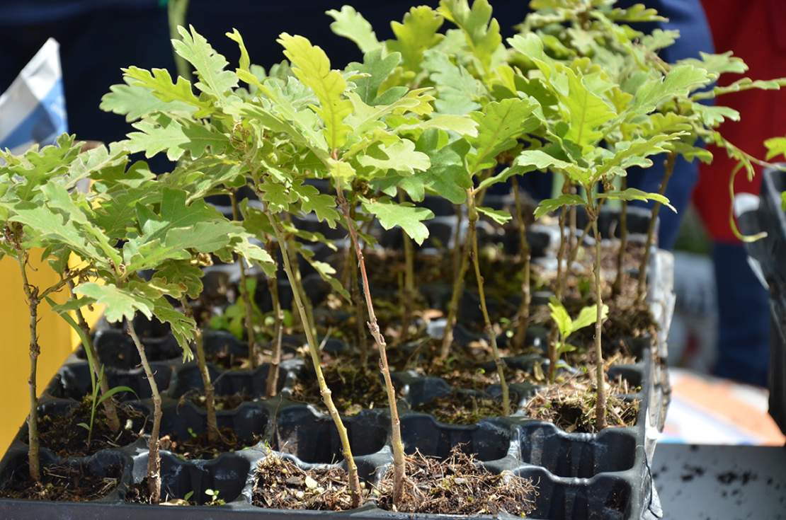 repartod e árboles en Guadarrama por el Día Mundial del Medio Ambiente