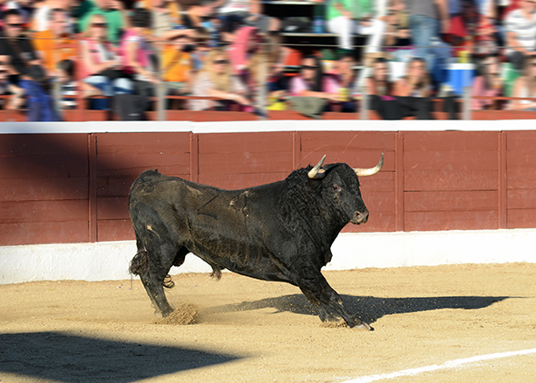 feria taurina de Guadarrama 2026