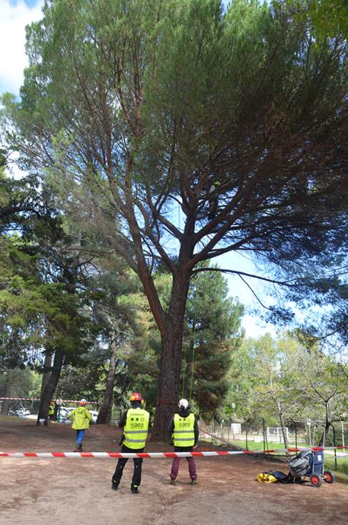 Guadarrama European Tree Worker