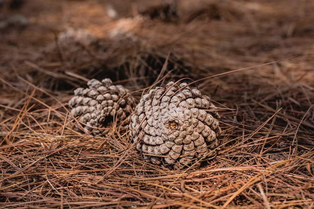 Piñas y leñas en el pinar de Guadarrama