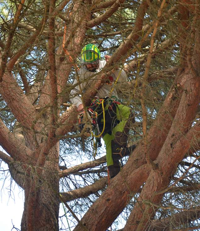 Periodo de poda de arbolado urbano en Guadarrama