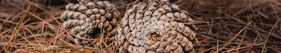 Comienza el periodo para la solicitud de permiso para la recogida de piñas y leñas en el pinar