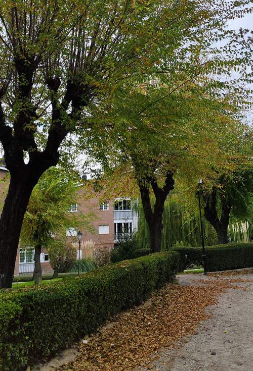 Poda de arbolado en espacios privados de Guadarrama